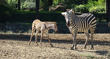 Doğduğu tesadüfen öğrenilen zebra yavrusu 'Jason', ilgi odağı oldu