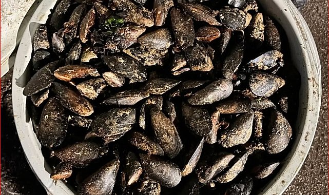 Durdurulan araçta 650 kilo bozuk midye ele geçirildi
