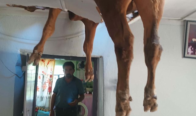 Evin çatısına düşen boğa, delinen tavanda asılı kaldı
