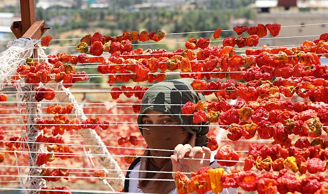 Gaziantep'te yüksek tepelerde kurutmalıklar renk cümbüşü oluşturdu
