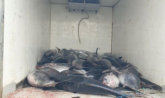 Güzelbahçe'de 3 ton mavi yüzgeçli orkinos ele geçirildi