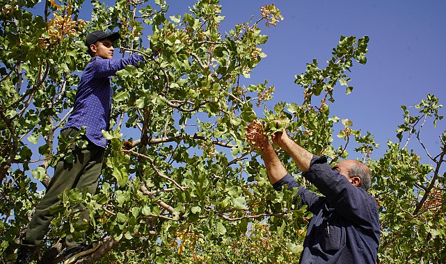 Hırsızlık korkusu, Siirt'in 'yeşil altın'ında hasadı erkene çektirdi