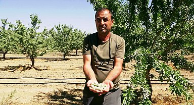 Hobi olarak başladığı badem yetiştiriciliğinde 20 bin ağaca ulaştı; 10 ton rekolte bekliyor
