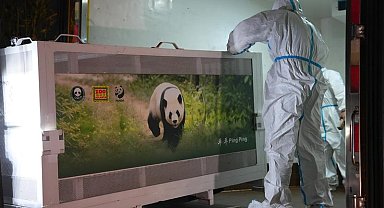 İki dev panda Çin'den ABD'ye yola çıktı