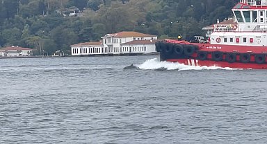 İstanbul Boğazı'nda yunus sürprizi