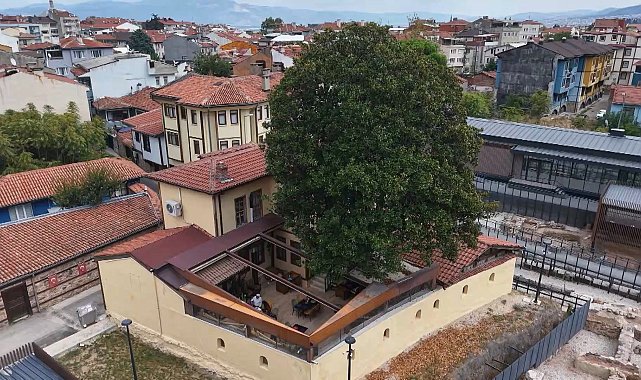 Kökleri 3 asra, hatırası Zeki Müren'e uzanan manolya ağacının altında vefa nöbeti