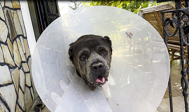 Köpek Şila'nın rahminden, 6 kilo 750 gram enfeksiyonlu kitle çıkarıldı