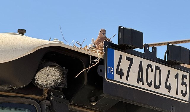 Kumru traktörüne yuva yapınca tarla işlerini erteledi