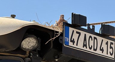 Kumru traktörüne yuva yapınca tarla işlerini erteledi