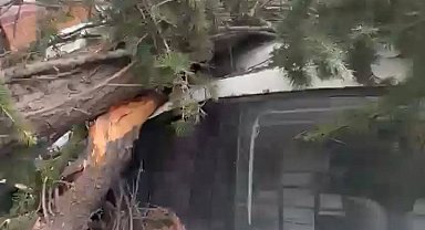 Maltepe'de kesilen ağaç 2 otomobilin üzerine devrildi