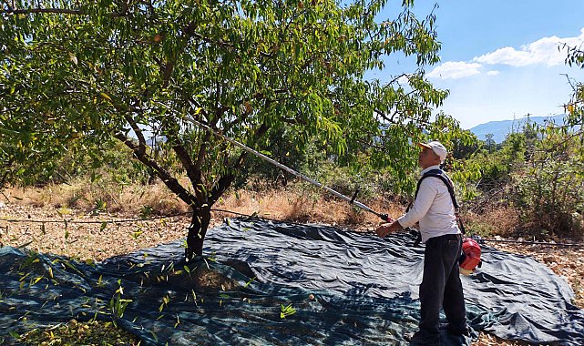 Manisa'da badem hasadı başladı; 625 ton rekolte bekleniyor