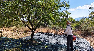 Manisa'da badem hasadı başladı; 625 ton rekolte bekleniyor