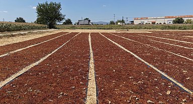 Manisa'da üzüm sergileri renk cümbüşü oluşturdu