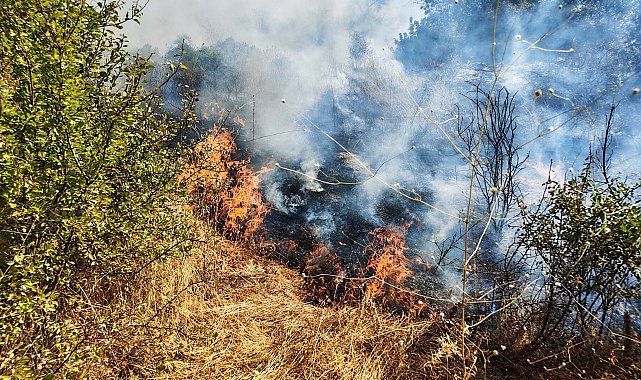Manisa'da yol kenarında çıkan yangın, ormana sıçradı
