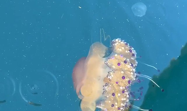 Marmara Denizi'nde 'sahanda yumurta denizanası' görüntülendi