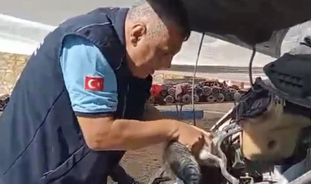 Minibüsün motoruna sıkışan yavru kedi kurtarıldı