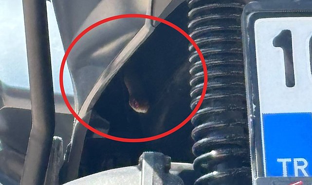 Motosiklete giren yılan korkuttu
