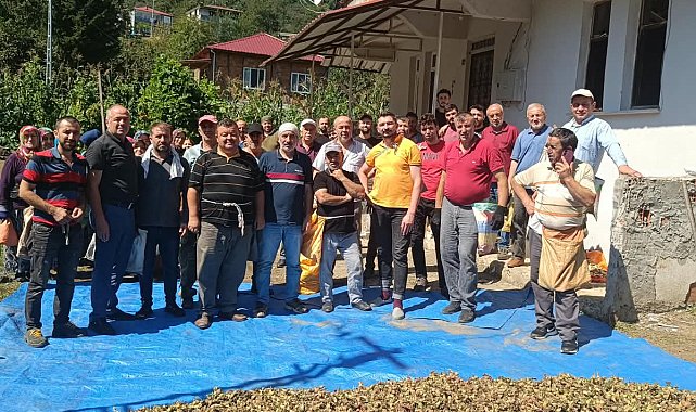 Ölen kız kardeşlerin bahçesindeki fındığın hasadını imece usulü mahalleli yaptı