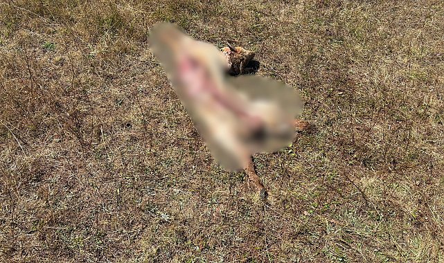 Ordu'da kurt saldırısında 8 koyun öldü