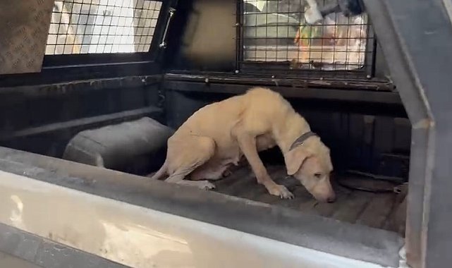 Pirelerin istila ettiği binadan çıkarılan köpeğe, kendisini kurtarıp sahiplenen avukatın adı verildi