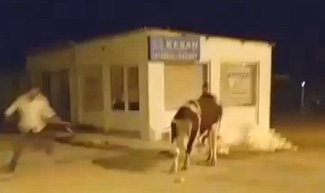 Sahibinin elinden kaçan dana güçlükle yakalandı
