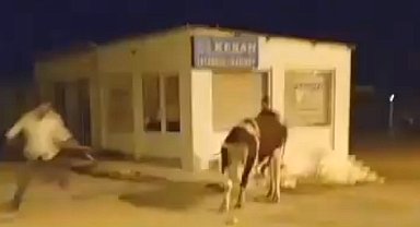Sahibinin elinden kaçan dana güçlükle yakalandı