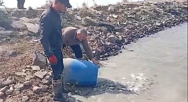 Sulama kanallarında mahsur kalan binlerce balık göletlere taşındı