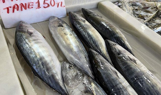 Tekirdağ'da palamut bereketi