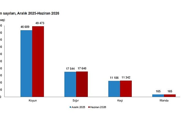 TÜİK hayvancılık istatistiklerini açıkladı; büyükbaş 17,8 milyon, küçükbaş 60,8 milyon oldu