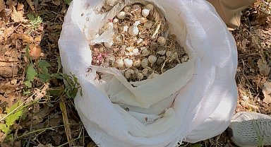 Tunceli'de endemik dağ sarımsağı toplayan 3 kişiye 2 milyon 97 bin lira ceza