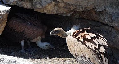 Uçmaya hazırlanan yavru akbabalar dron kamerasında