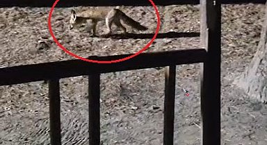 Yanına çağırdığı tilkiyi peynirle besledi