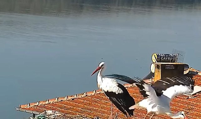 Yaren leylek ve eşi Nazlı yuvadan ayrıldı