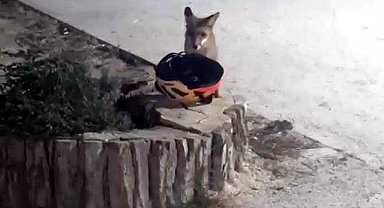 Yavru tilki bisikletçinin yerdeki kaskını alıp kaçtı