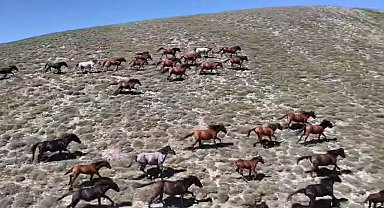 Yaylada koşturan yılkı atları dron kamerasında