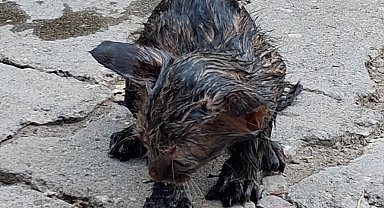 Zifte yapışan yavru kediyi itfaiyeciler kurtardı