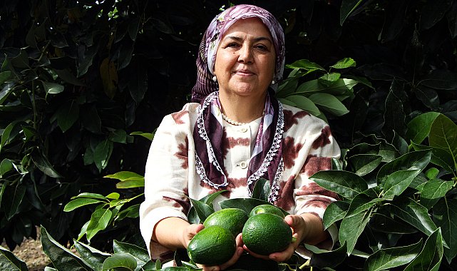 Adana'da avokadonun kilosu 110 liraya düştü