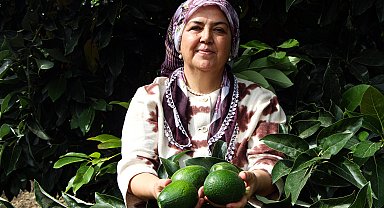 Adana'da avokadonun kilosu 110 liraya düştü