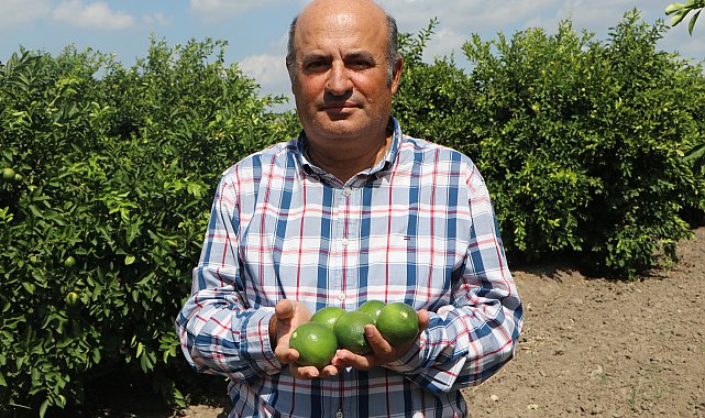 Adana'da yeni sezon limona 'yatak limon' engeli