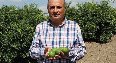 Adana'da yeni sezon limona 'yatak limon' engeli