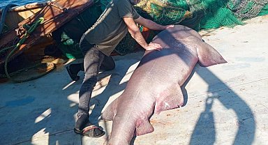 Ağına 350 kiloluk 'boz camgöz' türü köpek balığı takıldı
