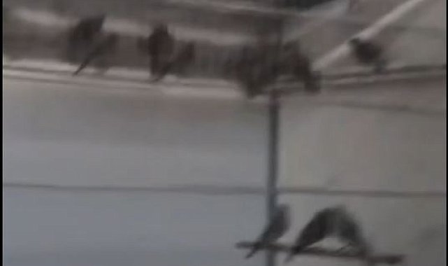 Ankara'da saka kuşu üretip satan kişiye 1.4 milyon lira ceza