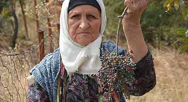 Annesiyle başladığı çitlembik mesaisini 78 yaşında sürdürüyor