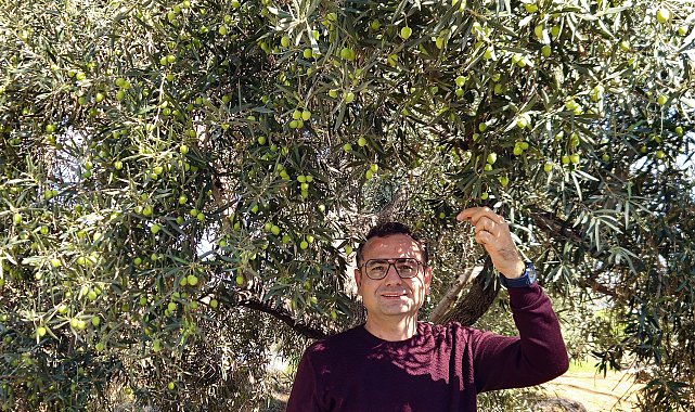 Antalya'da 'var yılı' olan zeytinde hasat zamanı