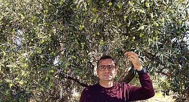 Antalya'da coğrafi işaretli 'tavşan yüreği' zeytininde 10 bin ton rekolte beklentisi