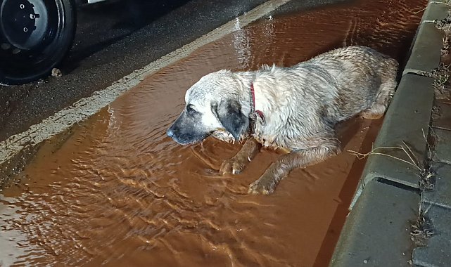 Arka bacakları kırık köpek tedaviye alındı
