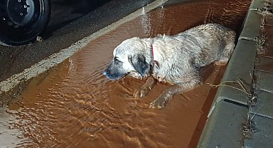Arka bacakları kırık köpek tedaviye alındı