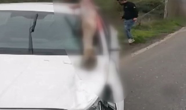 Arnavutköy'de otomobilin çarptığı at öldü: 3 kişi yaralandı