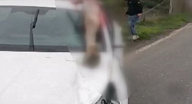 Arnavutköy'de otomobilin çarptığı at öldü: 3 kişi yaralandı
