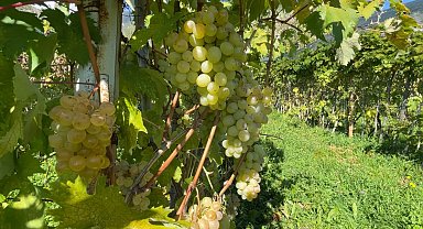 Aromasıyla meşhur 'Peterek' üzümünde hasat zamanı
